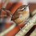 Carolina Wren